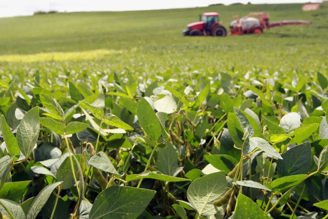 Incertezas no mercado de fertilizantes ameaçam safra brasileira de soja